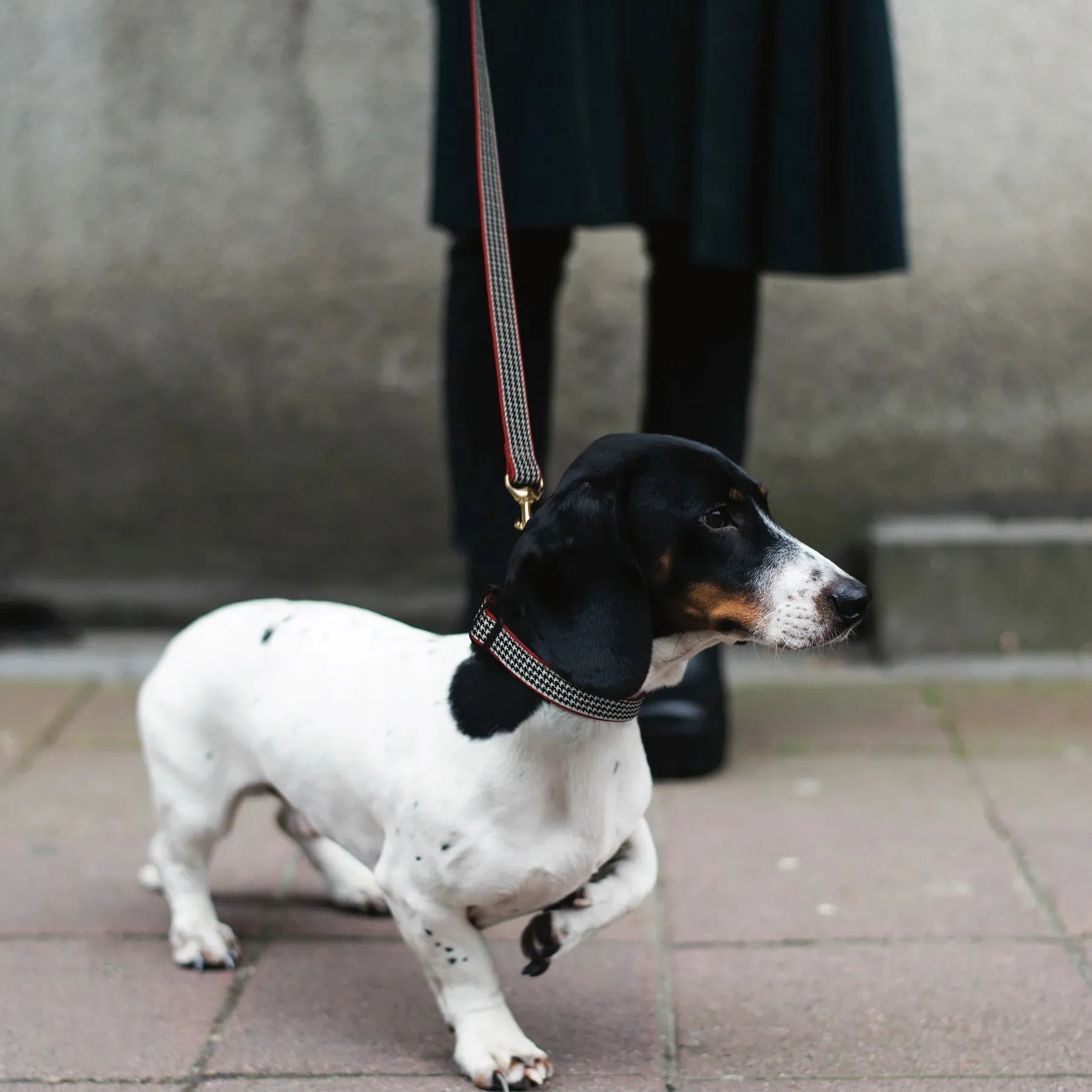 Collar | Houndstooth