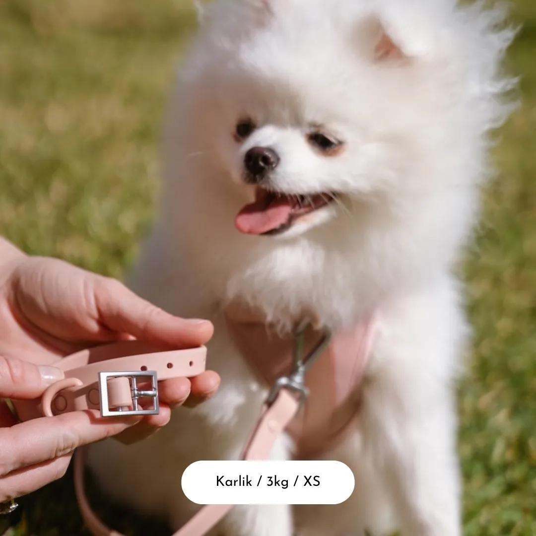 Coral Crush Dog Collar Walk Set