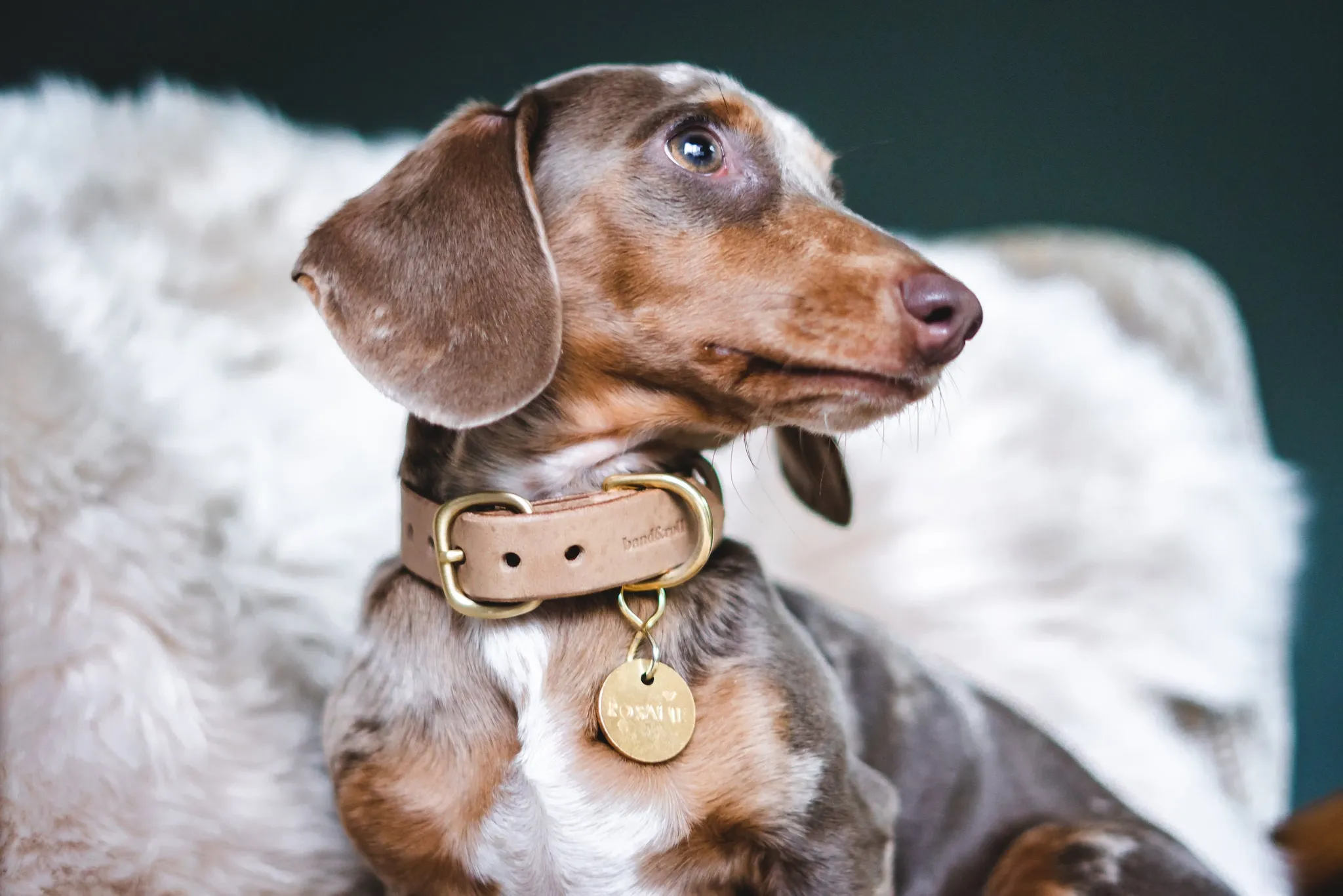 Fir Leather Dog Collar