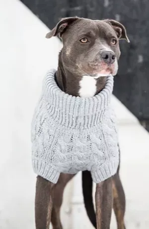 GFpet Chalet Knit Sweater