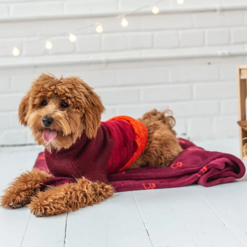 GFpet Knit Trail Sweater