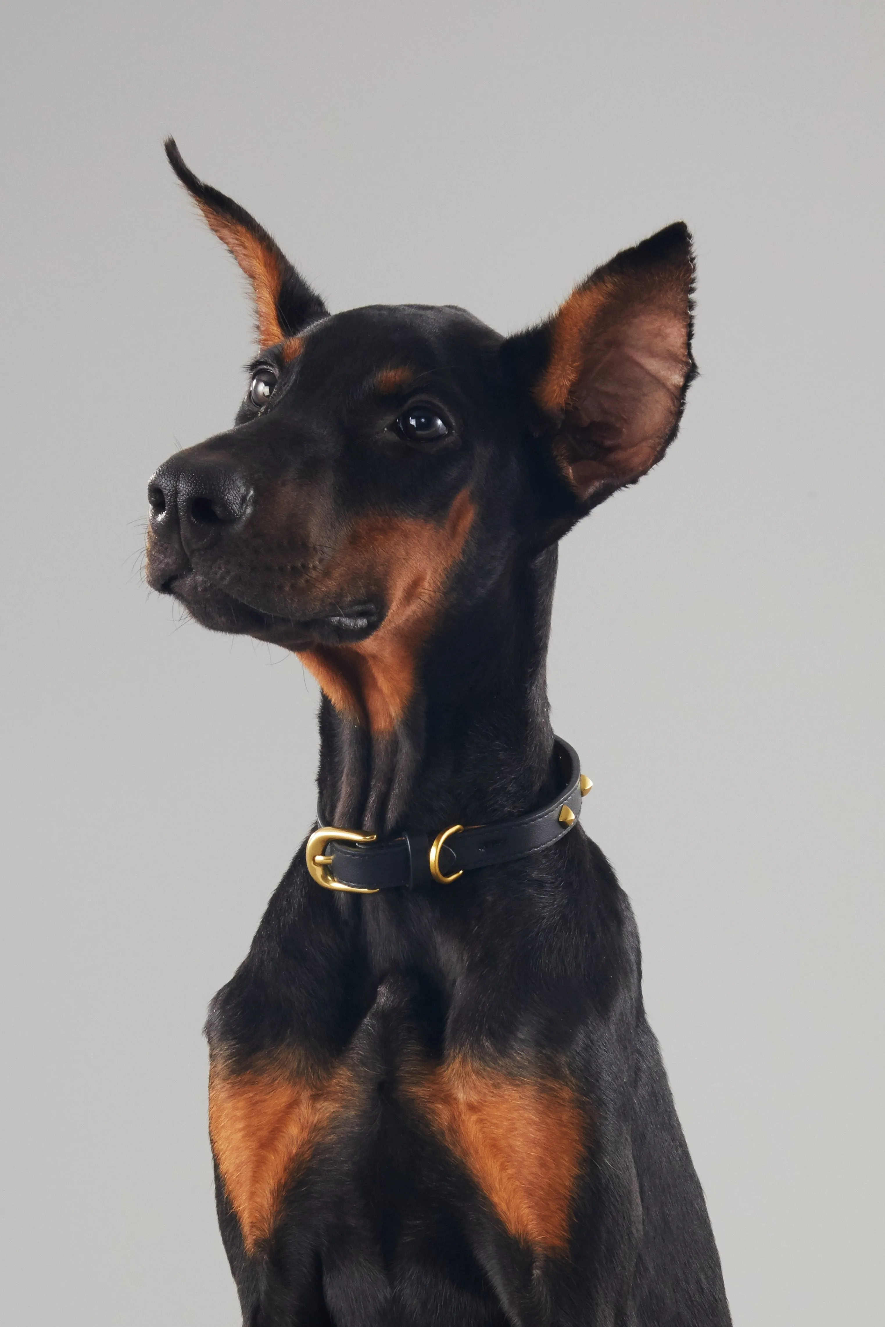 Golden Rivet Leather Collar (Black)