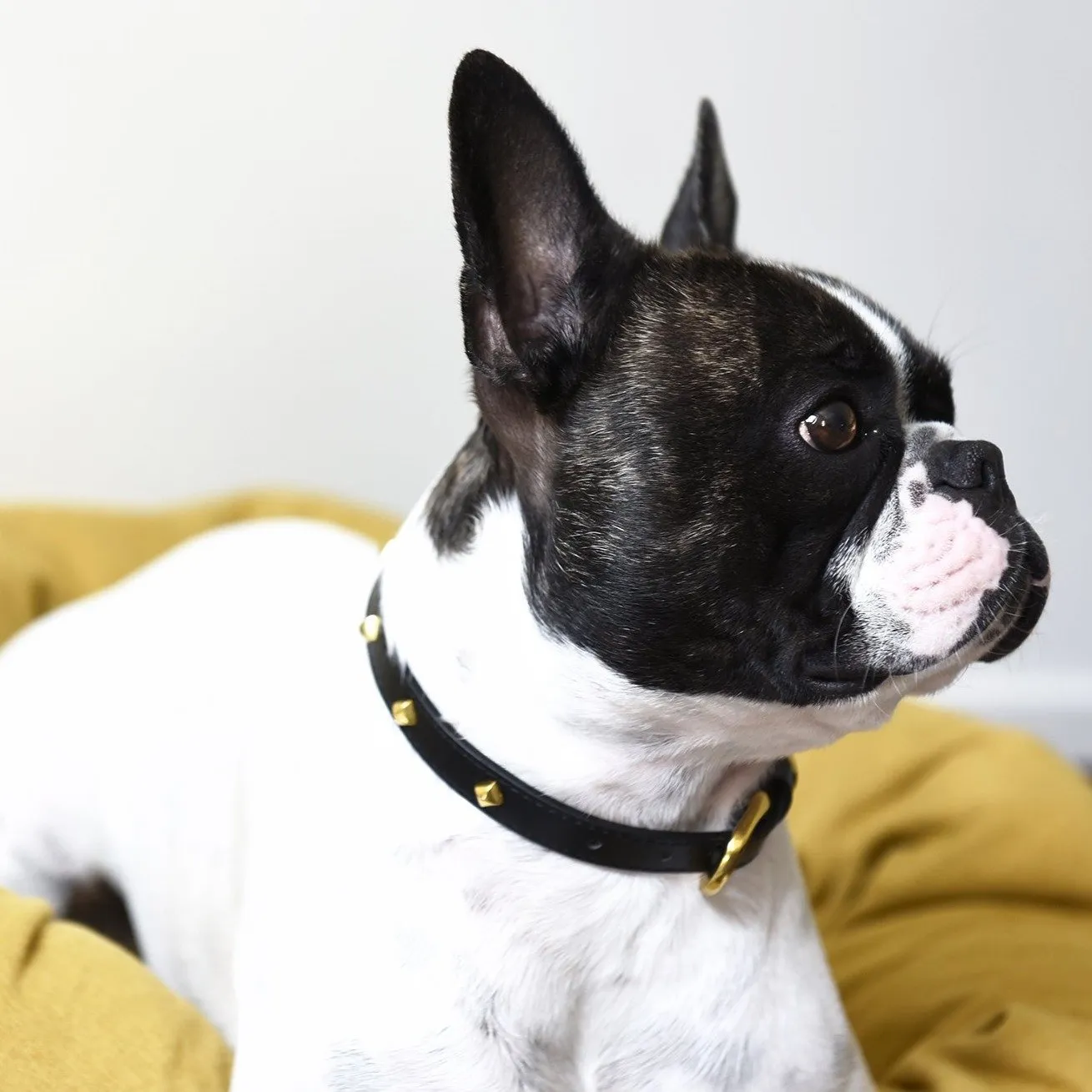 Golden Rivet Leather Collar (Black)