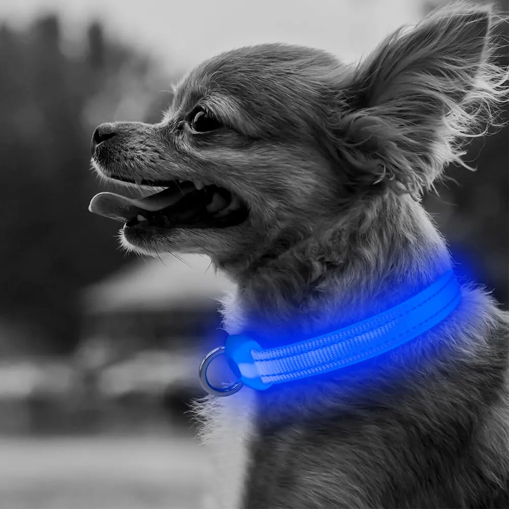 LED Dog Collar for Small Dogs and Cats