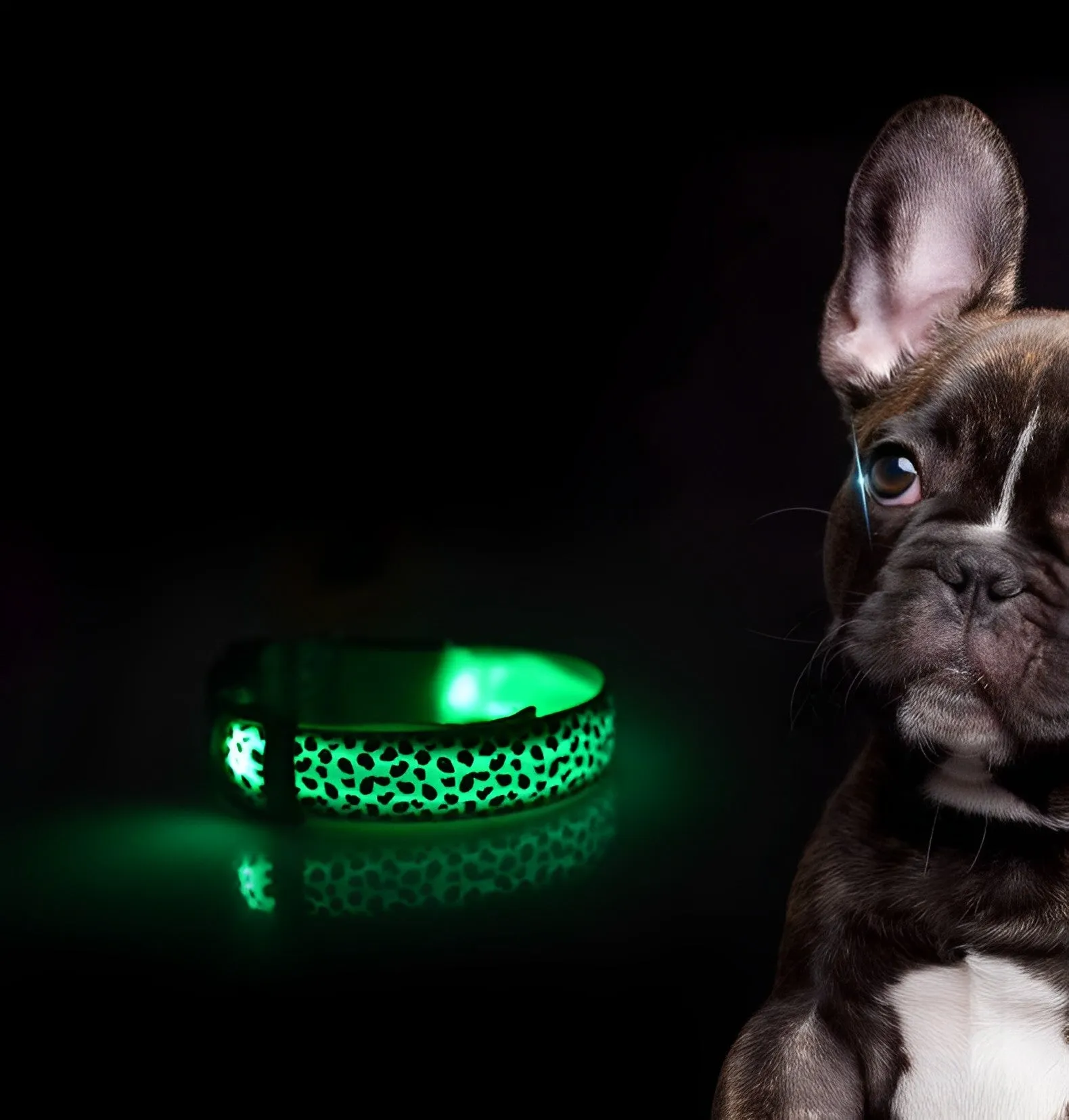 LED Dog Collar