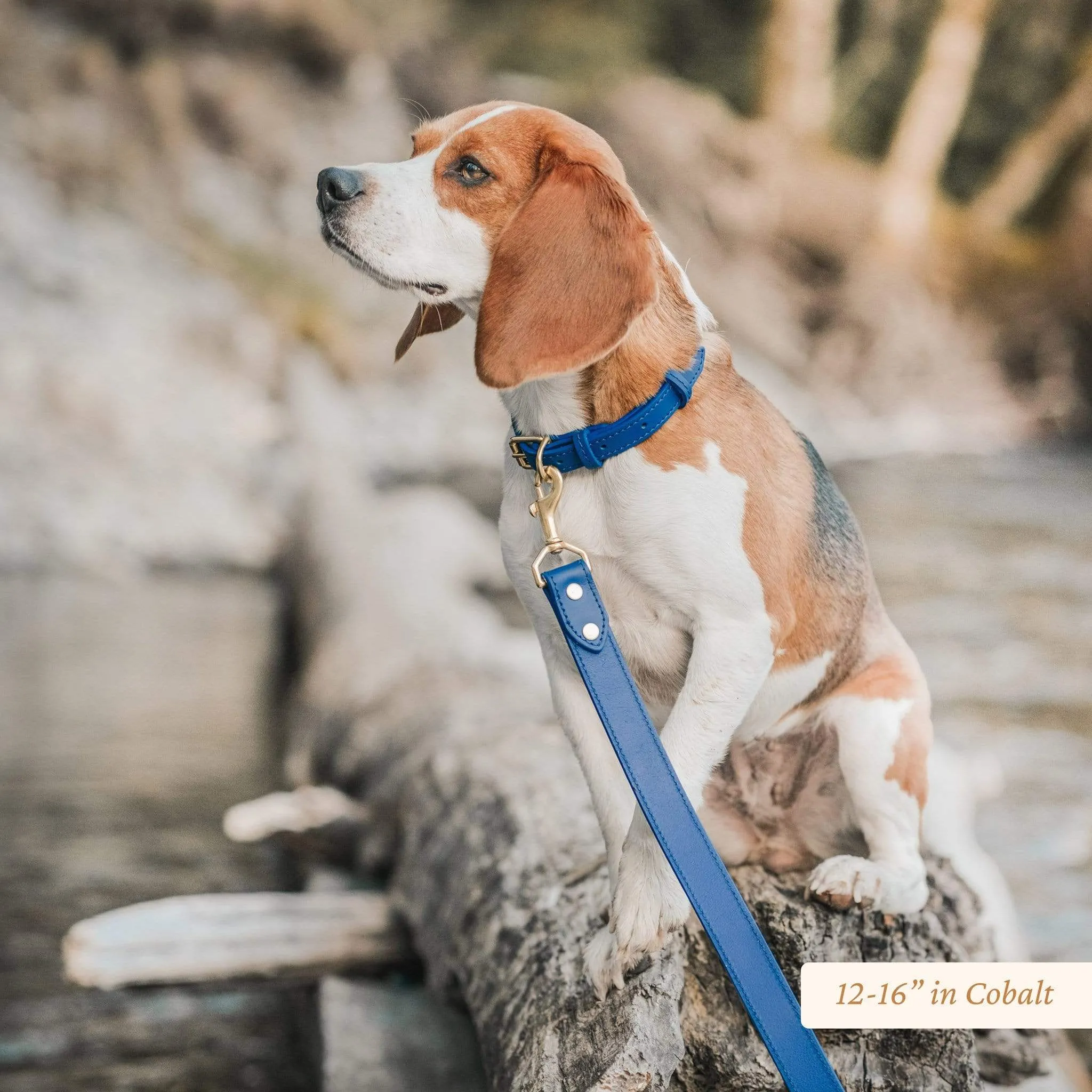 Signature Leather Dog Collar