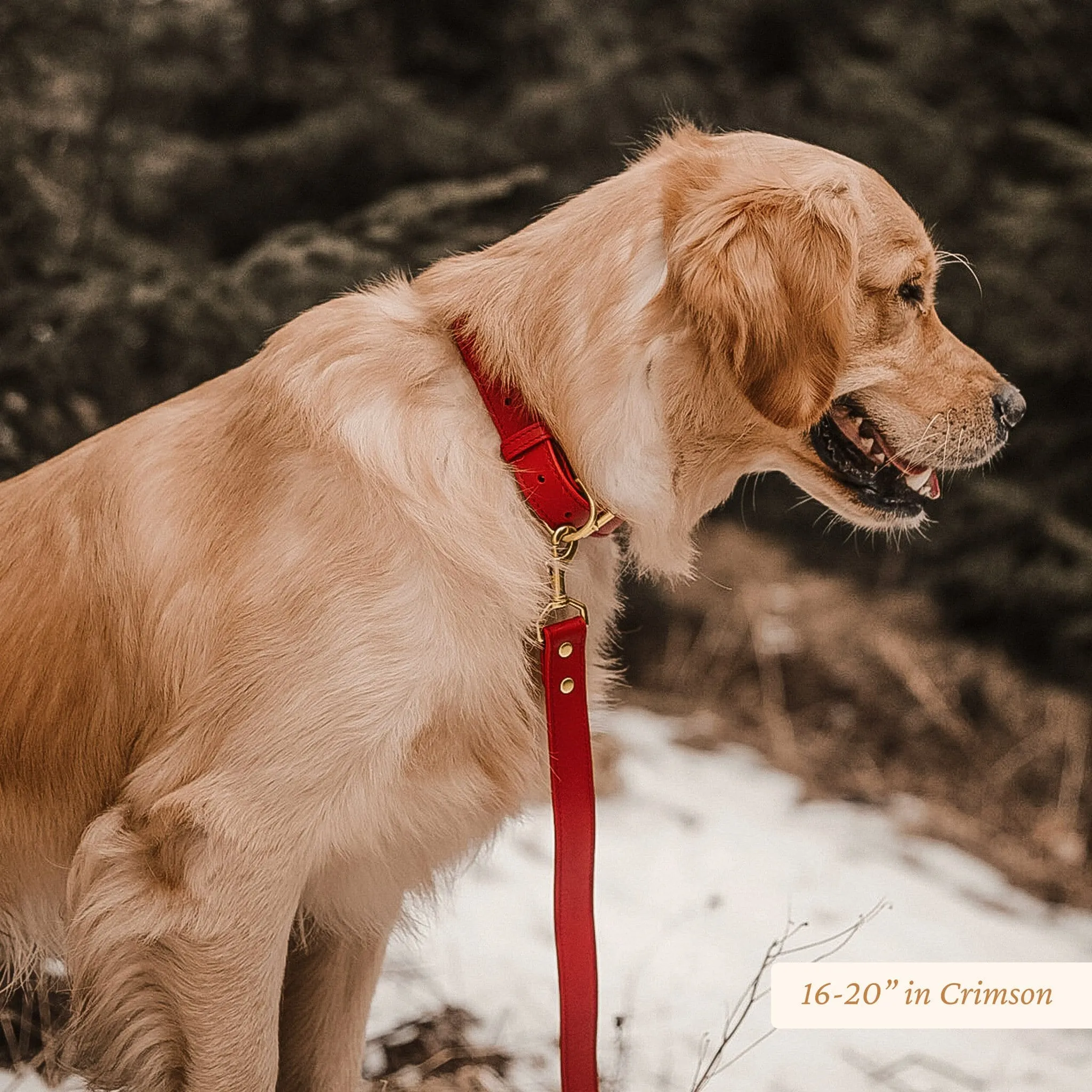 Signature Leather Dog Collar