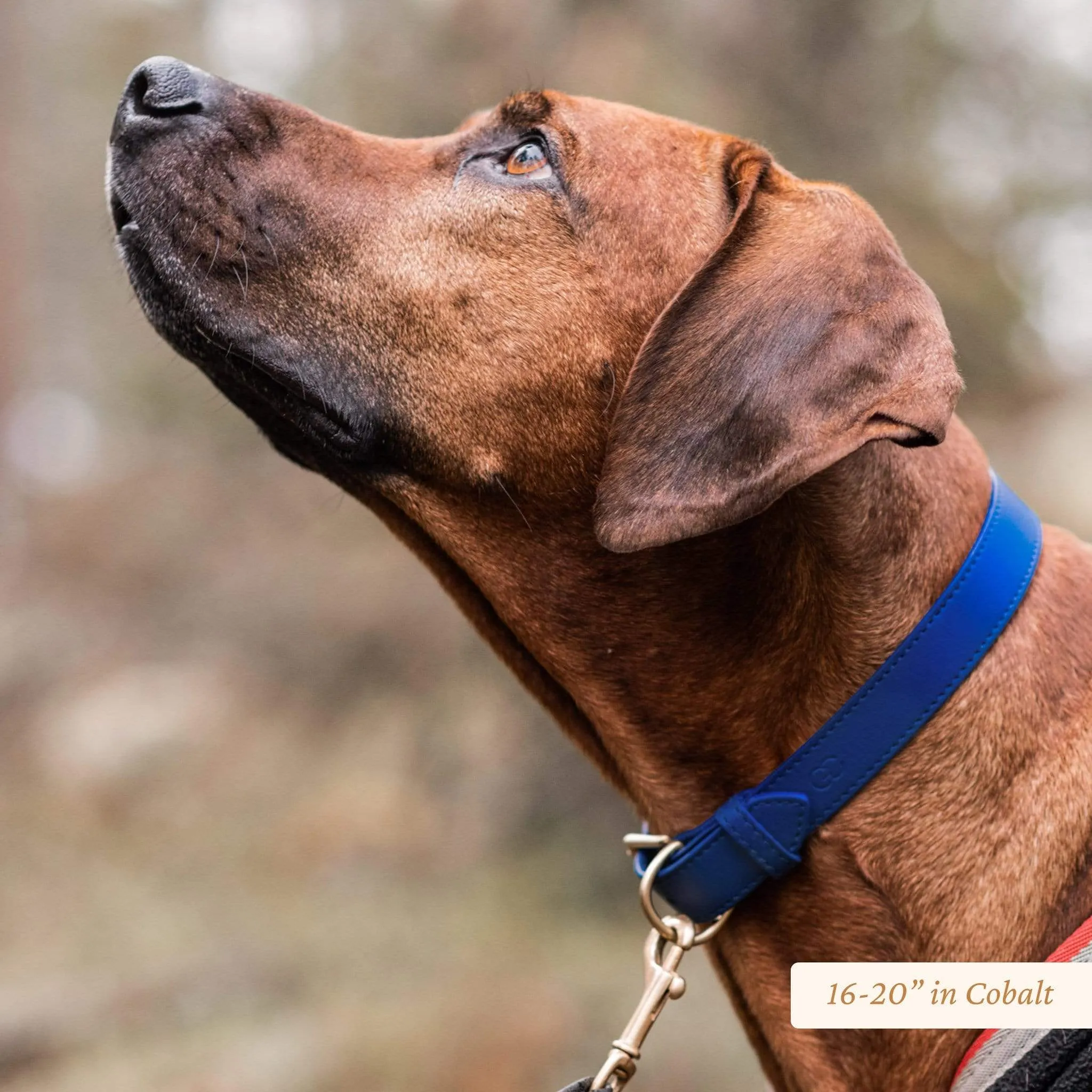 Signature Leather Dog Collar