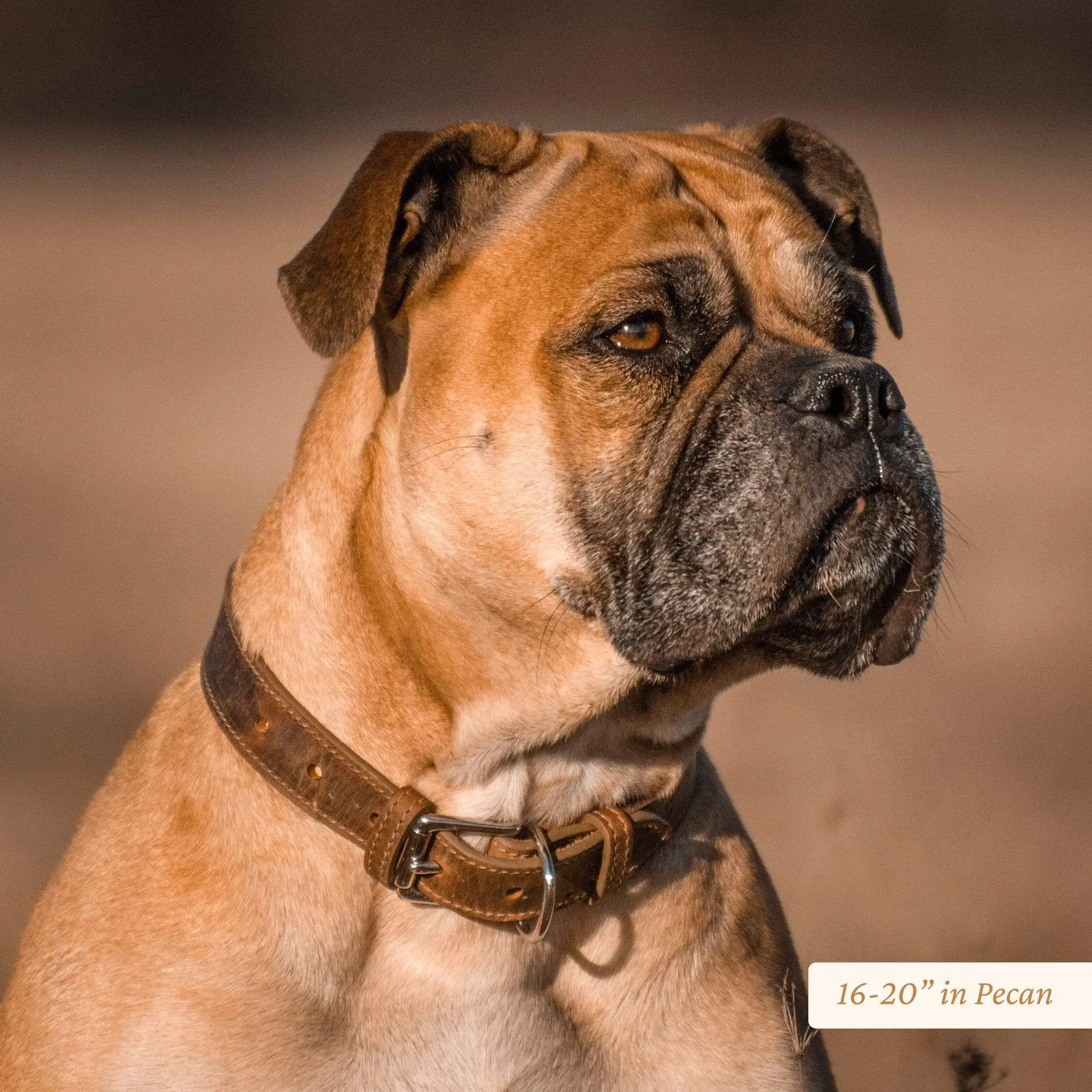 Signature Leather Dog Collar