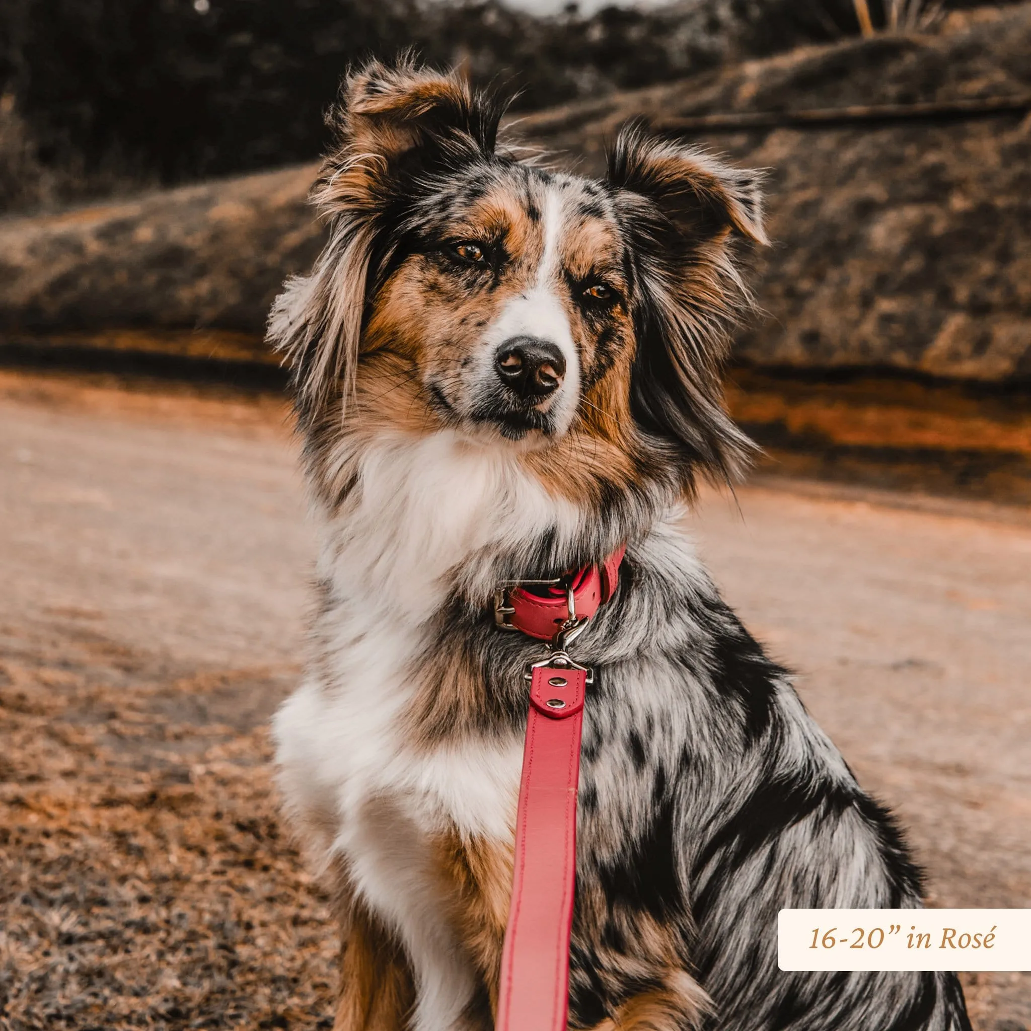 Signature Leather Dog Collar