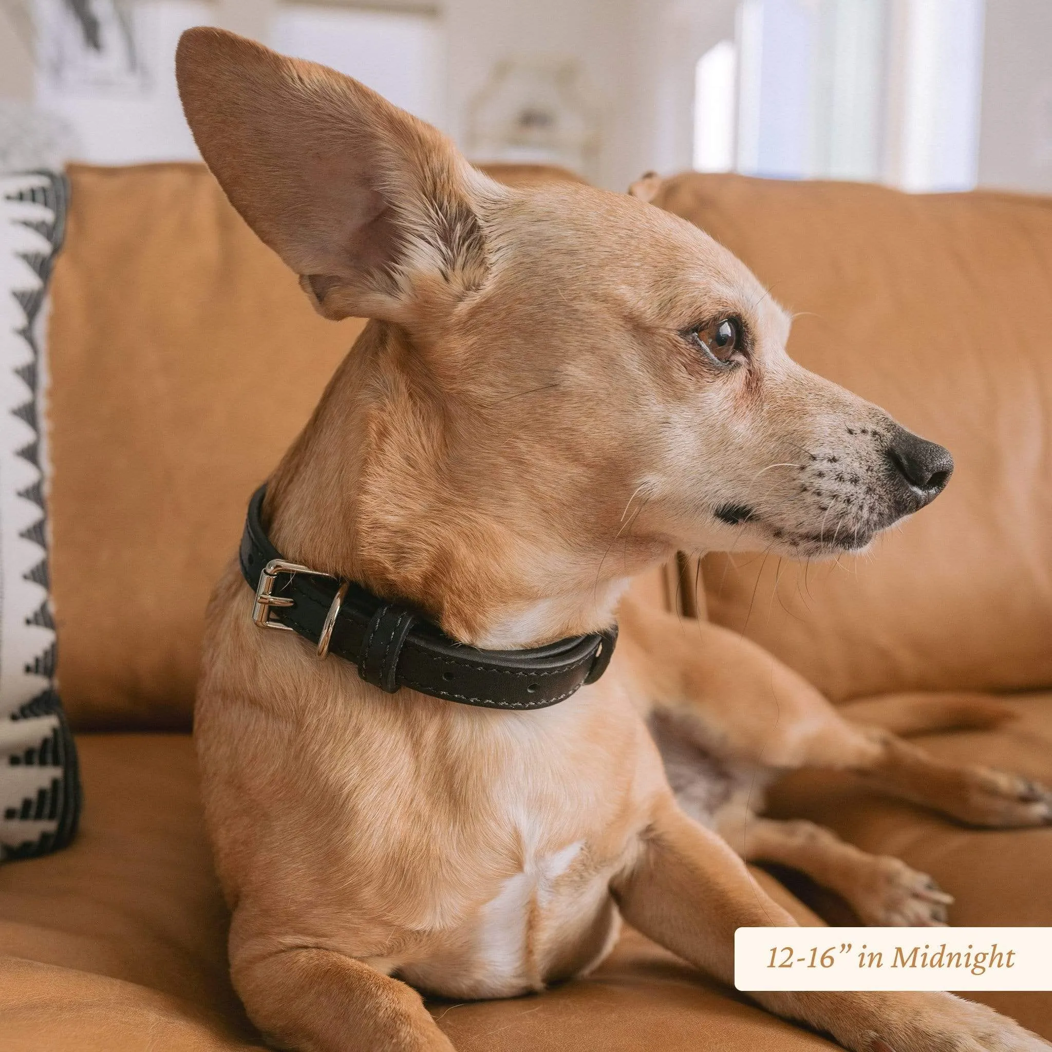 Signature Leather Dog Collar