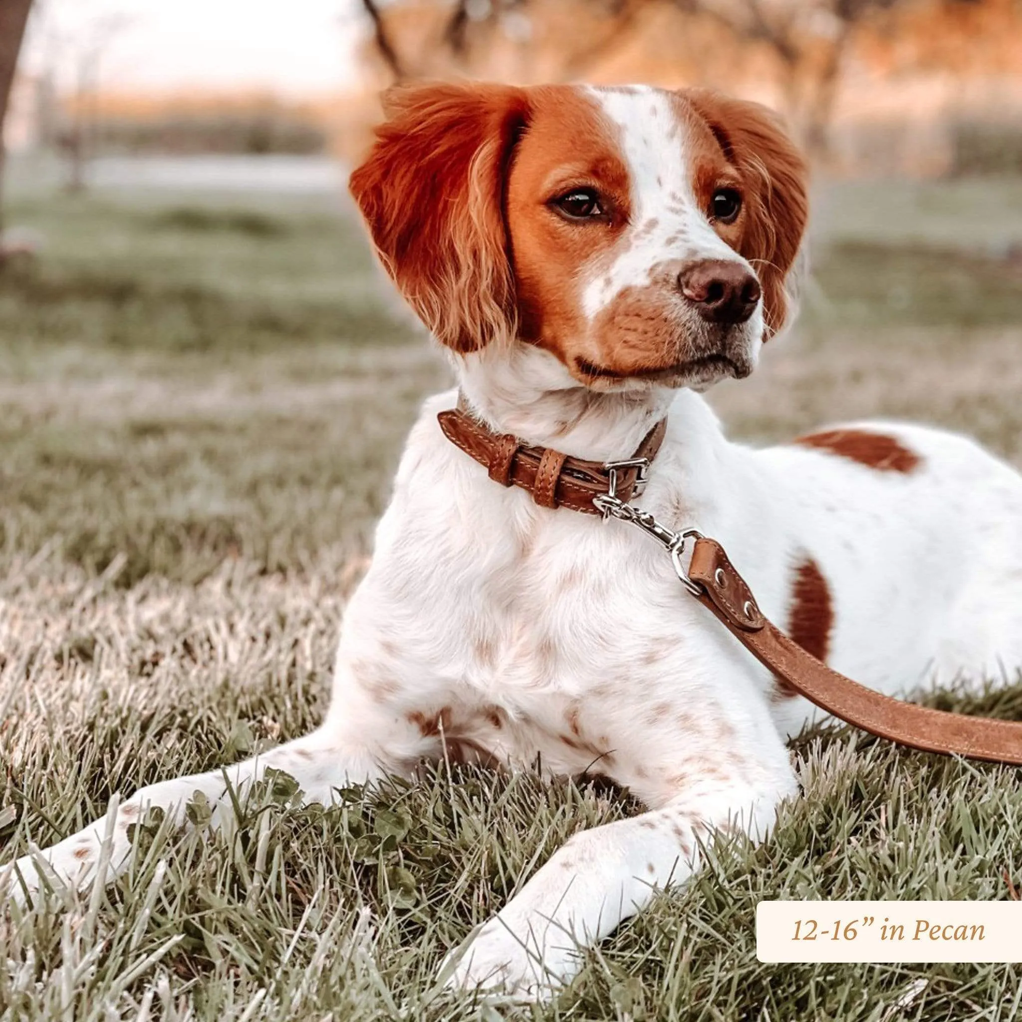 Signature Leather Dog Collar