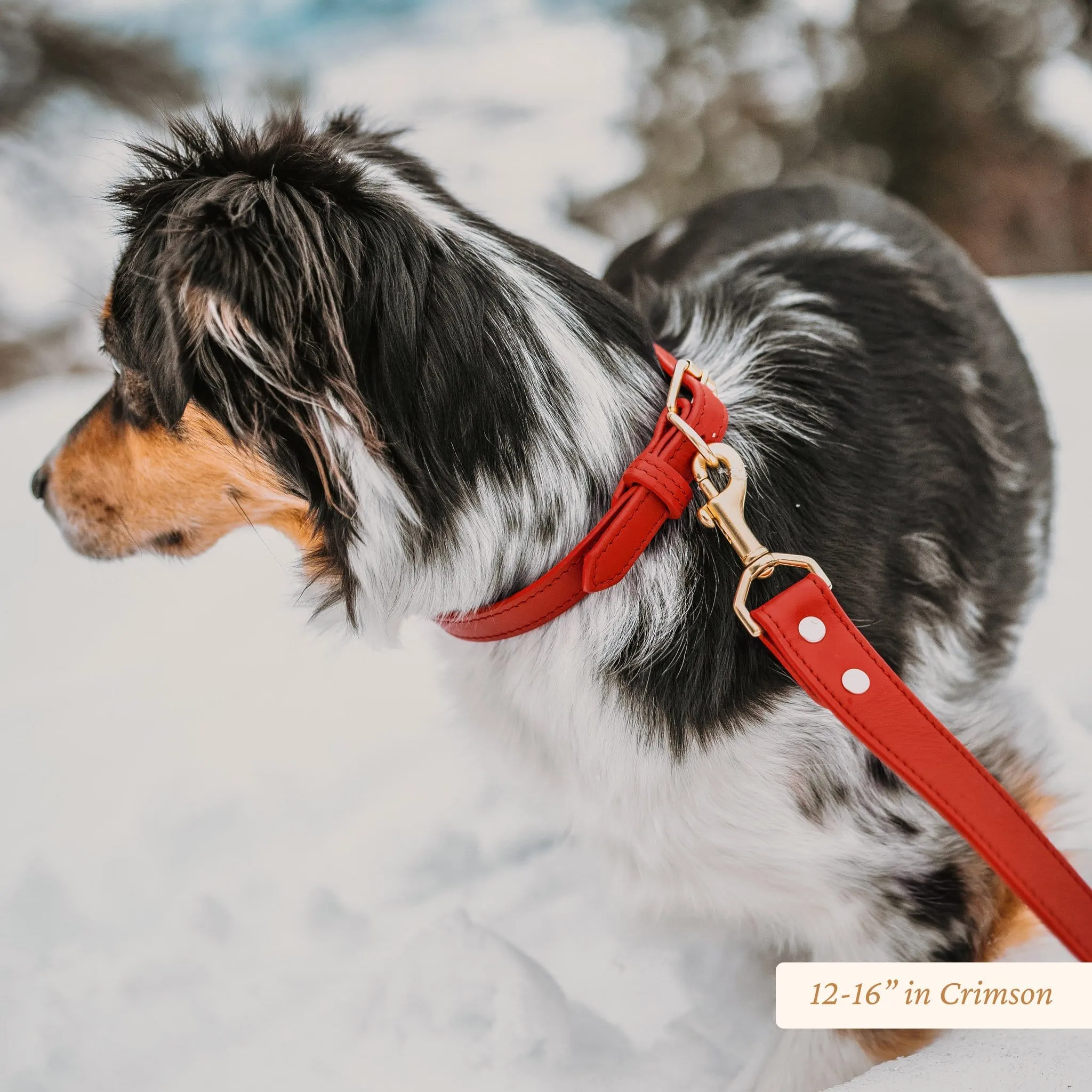 Signature Leather Dog Collar